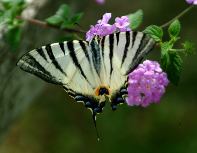 Iphiclides podalirius